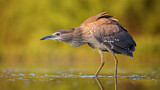 Image. Black-crowned Night Heron