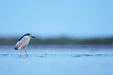 Image. Black-crowned Night Heron