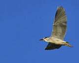 Image. Black-crowned Night Heron