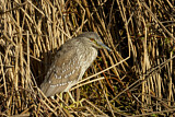 Image. Black-crowned Night Heron