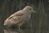 Image. Black-crowned Night Heron