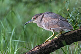 Image. Black-crowned Night Heron