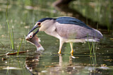 Image. Black-crowned Night Heron