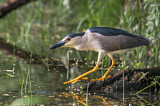 Image. Black-crowned Night Heron