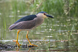 Image. Black-crowned Night Heron