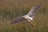 Image. Black-crowned Night Heron