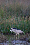 Image. Black-crowned Night Heron