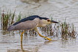 Image. Black-crowned Night Heron