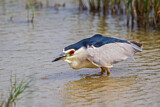 Image. Black-crowned Night Heron