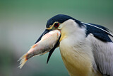 Image. Black-crowned Night Heron