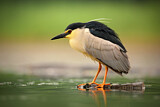 Image. Black-crowned Night Heron