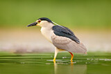 Image. Black-crowned Night Heron