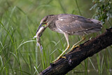 Image. Black-crowned Night Heron