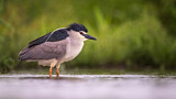 Image. Black-crowned Night Heron