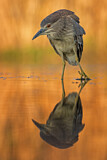 Image. Black-crowned Night Heron