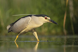 Image. Black-crowned Night Heron