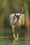 Image. Black-crowned Night Heron