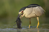 Image. Black-crowned Night Heron