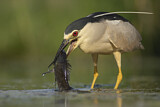 Image. Black-crowned Night Heron