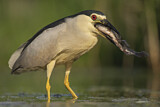 Image. Black-crowned Night Heron