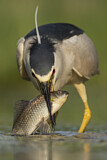 Image. Black-crowned Night Heron
