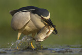 Image. Black-crowned Night Heron
