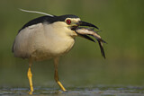 Image. Black-crowned Night Heron