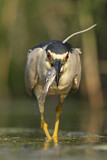 Image. Black-crowned Night Heron
