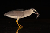 Image. Black-crowned Night Heron
