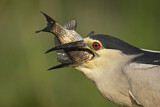 Image. Black-crowned Night Heron
