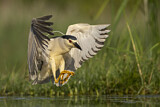 Image. Black-crowned Night Heron