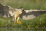 Image. Black-crowned Night Heron
