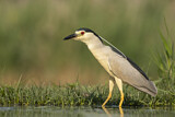 Image. Black-crowned Night Heron