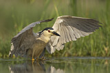Image. Black-crowned Night Heron