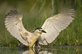 Image. Black-crowned Night Heron