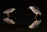Image. Black-crowned Night Heron