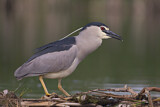 Image. Black-crowned Night Heron