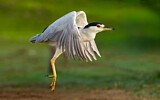 Image. Black-crowned Night Heron