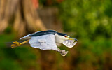 Image. Black-crowned Night Heron