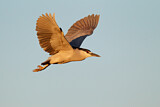 Image. Black-crowned Night Heron