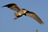 Image. Black-crowned Night Heron