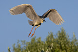 Image. Black-crowned Night Heron