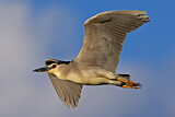 Image. Black-crowned Night Heron