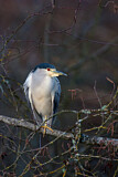 Image. Black-crowned Night Heron