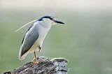 Image. Black-crowned Night Heron
