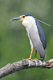 Image. Black-crowned Night Heron