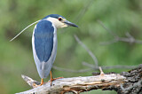 Image. Black-crowned Night Heron