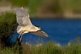 Image. Black-crowned Night Heron