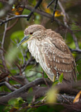 Image. Black-crowned Night Heron