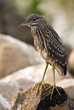 Image. Black-crowned Night Heron